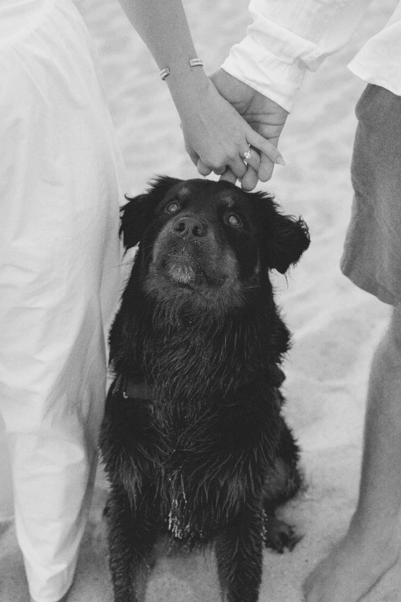 Amy and Warner holding hands above their dog
